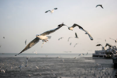 Seagulls flying over sea against sky