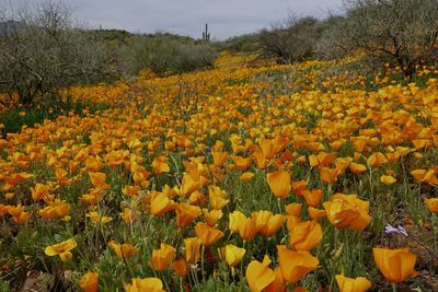 Yellow flowering plants on field