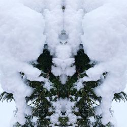 Close-up of snow covered trees against sky