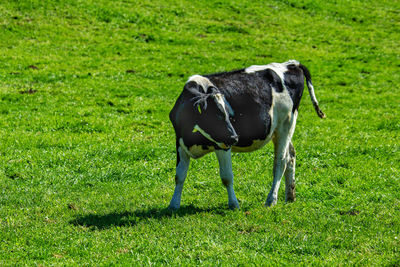 Horse standing in a field