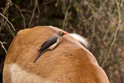 Close-up of bird perching on a field