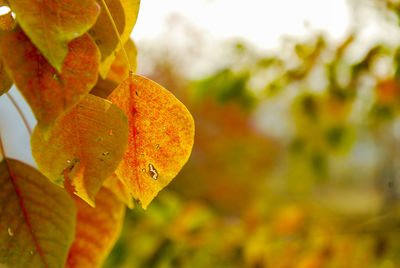 Close-up of orange leaf on tree