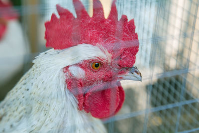 Close-up of rooster in cage