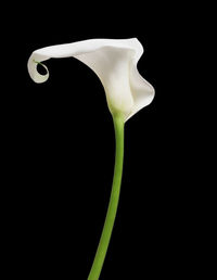 Close-up of white flower against black background