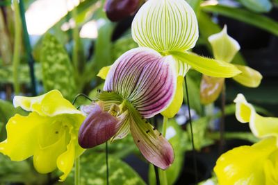 Paphiopedilum orchid