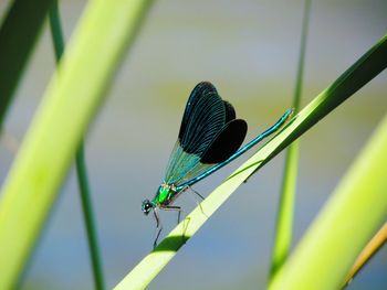 Close-up of damselfly on leaf