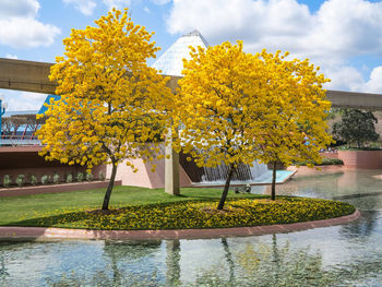 Yellow flowering plants by lake against sky