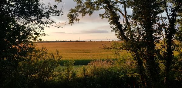 Scenic view of agricultural field against sky