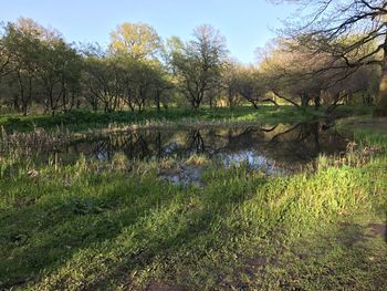 Scenic view of lake by trees against sky