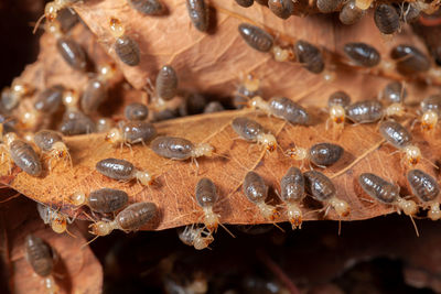 Close-up of insect