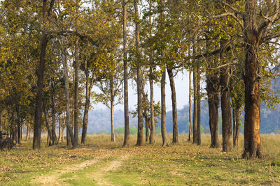 Trees in forest during autumn