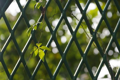 Close-up of chainlink fence