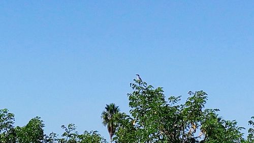 Low angle view of trees against blue sky