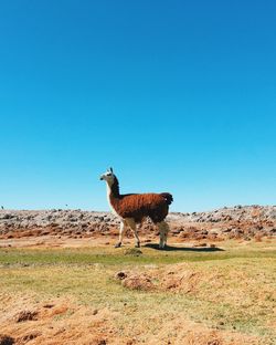 Side view of lama standing on field against clear sky