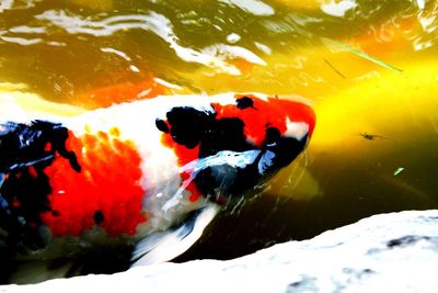 Close-up of fish swimming in sea