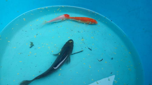 High angle view of fish swimming in sea