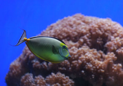 Close-up side view of naso tang fish in water