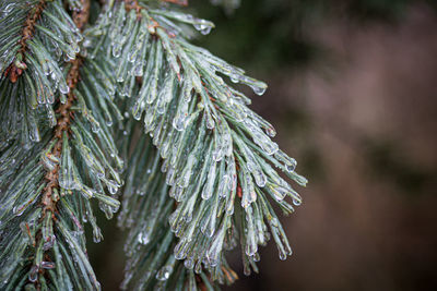 Close-up of frozen  pine tree