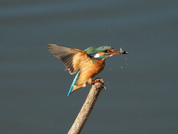 Close-up of bird flying