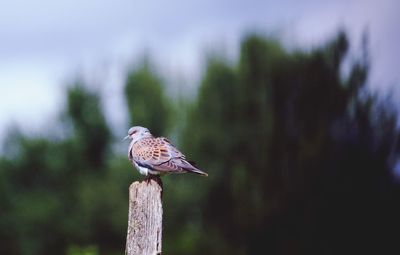 Close-up of bird perching on wooden post