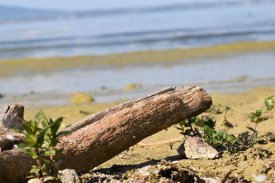 Close-up of driftwood on beach