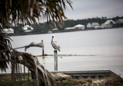 Pelican perching on wooden post at beach