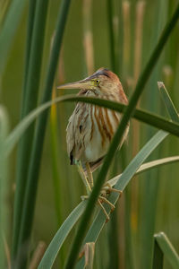 Close-up of bird perching on a plant