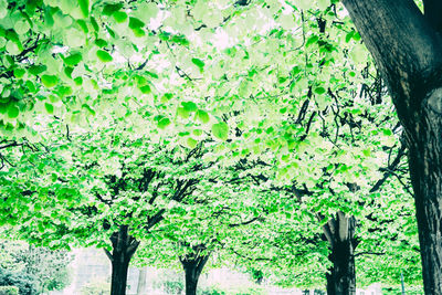 Trees growing in a park