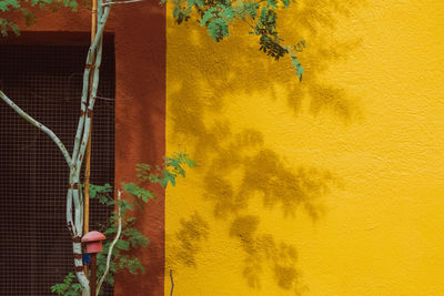 Plants hanging on wall