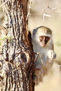 Portrait of an monkey on tree trunk