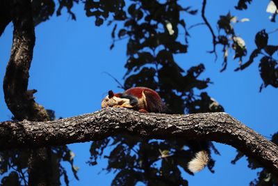 Low angle view of lizard on tree against sky