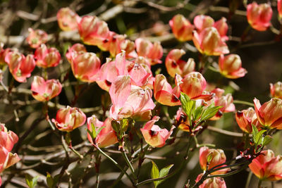 Close-up of pink flowering plants