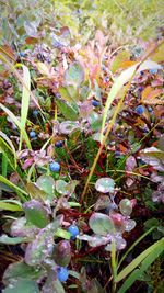 Close-up of flowering plants and leaves on field