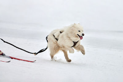 Dog running on snow covered land