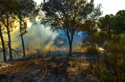 Trees burning in forest