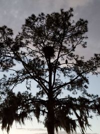 Low angle view of silhouette tree against sky