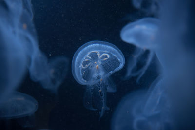 Close-up of jellyfish swimming in aquarium