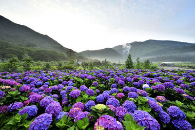 Purple flowering plants on land against sky