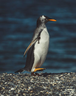 Penguin perching at beach