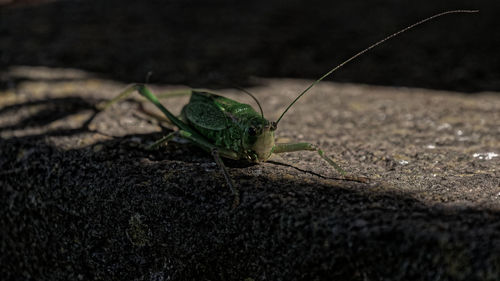 Close-up of insect on land