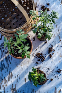 High angle view of potted plants on table