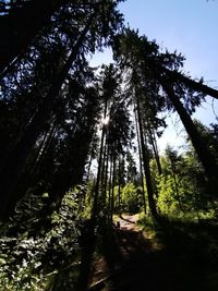 Low angle view of sunlight streaming through trees in forest