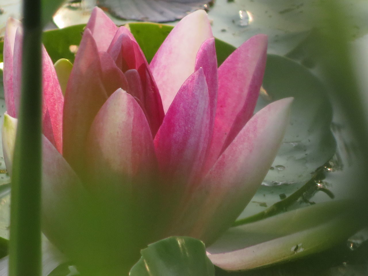 flower, flowering plant, plant, freshness, beauty in nature, pink, close-up, petal, nature, leaf, water, plant part, growth, inflorescence, fragility, water lily, flower head, no people, aquatic plant, macro photography, green, plant stem, lily, pond, drop, outdoors, lotus water lily, blossom, springtime, proteales, botany