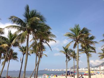 Palm trees at beach against clear blue sky