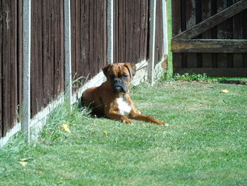 Portrait of dog sitting on grass