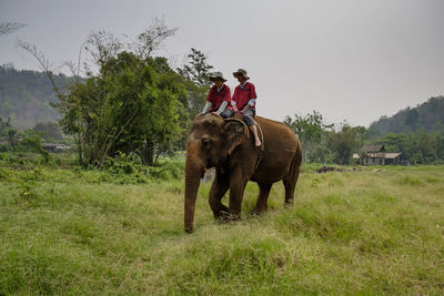 Thailand, chiang mai province, ran tong elephant sanctuary, elephant trekking