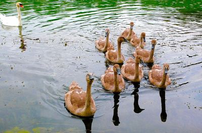 Reflection of trees in water