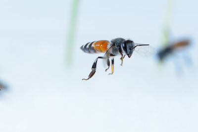 Close-up of bee flying