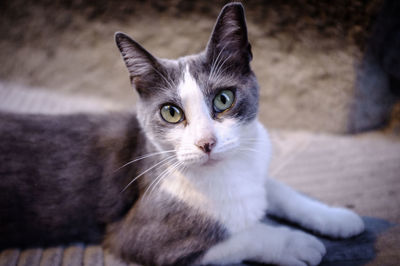 Portrait of cat relaxing outdoors