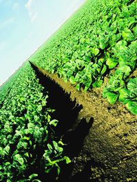 Low angle view of green plants on field